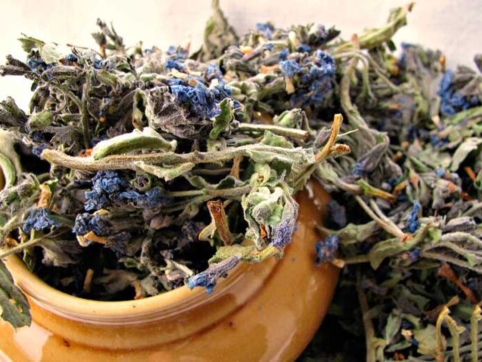 Dried lungwort used in a medicinal infusion that enlarges a man's penis