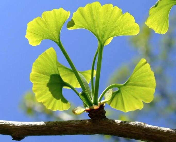 Ginkgo Saker for penis enlargement